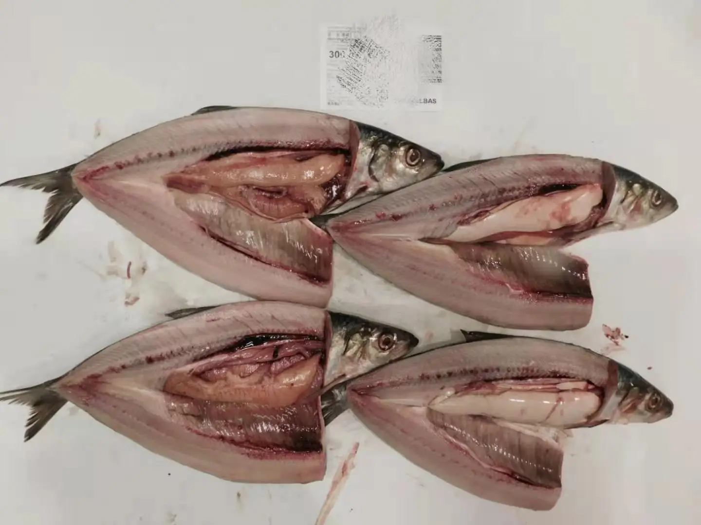 Japan Origin Frozen Herring Fish Price Whole Round Fresh Herring