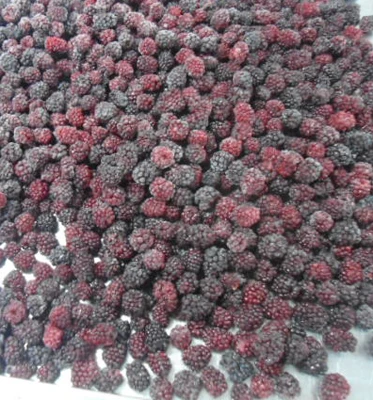Фруктовые продукты замороженные Iqf Blackberry цена