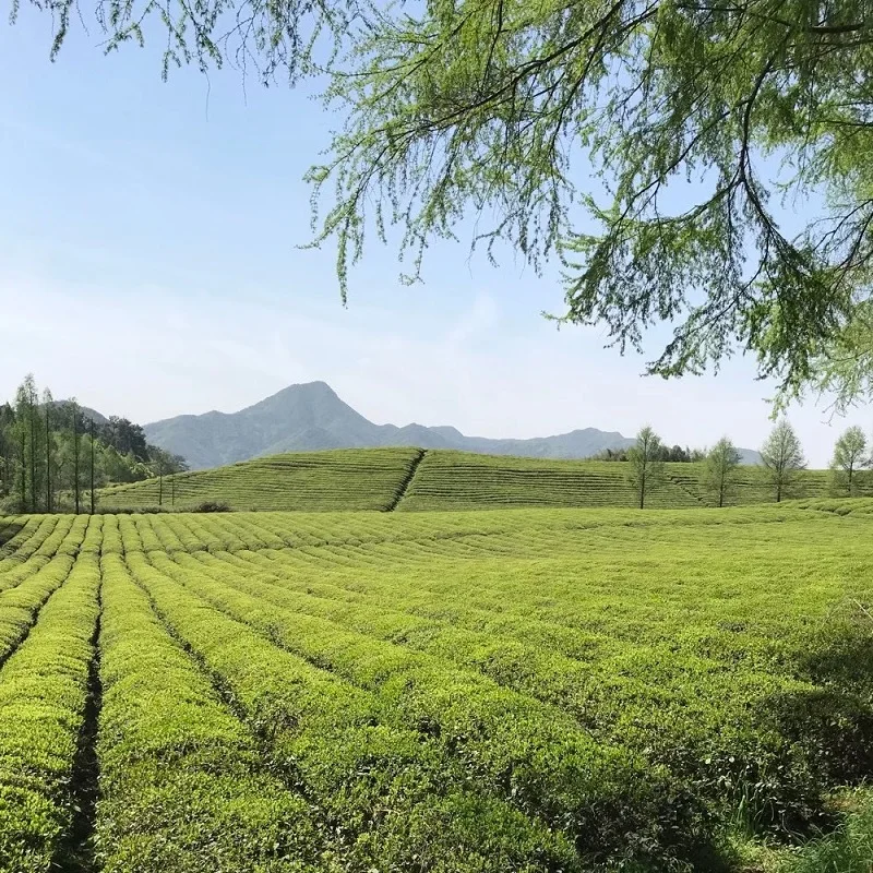 Best Quality 100% Pure Organic Certified Organic Green Tea Matcha Powder