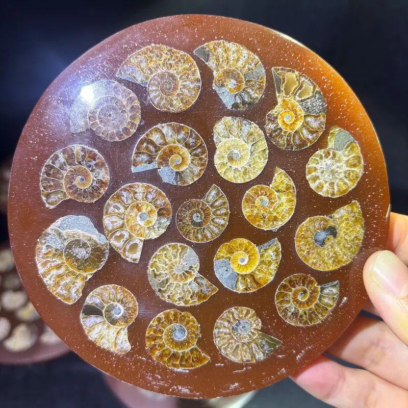 Wholesale Ammonite Fossil Specimen Round Slab With Conch Fossil Plate For Home Decoration