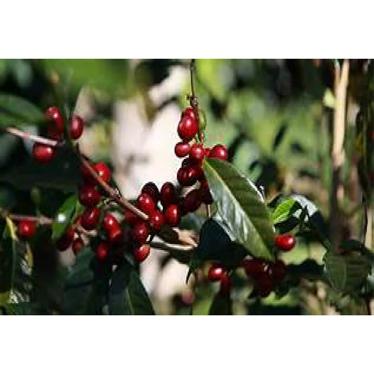 Оптовая продажа высококачественные жареные кофейные зерна Livingstonia среднего размера