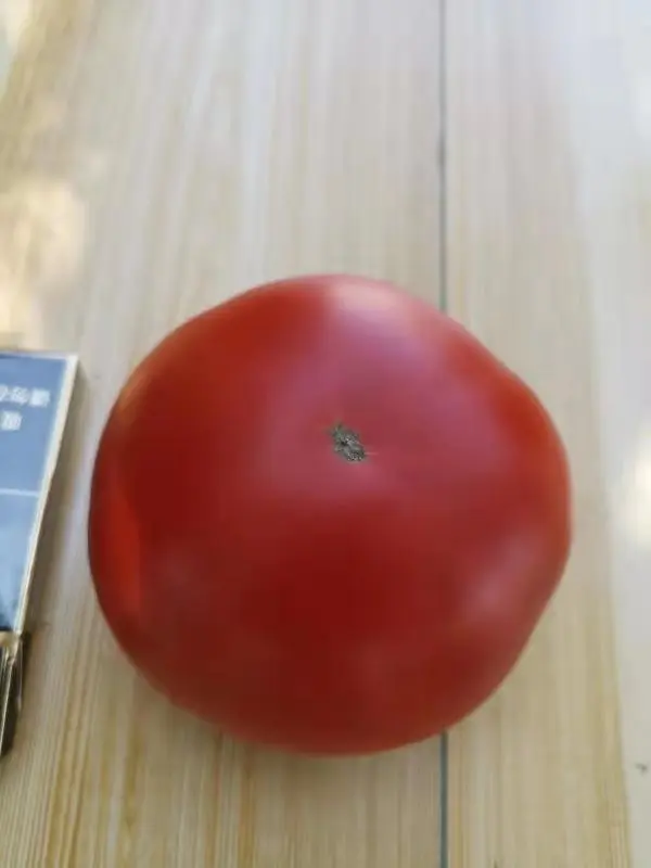 
Suntoday hybrid f1determinate tomato seeds israel 10gr/bag 