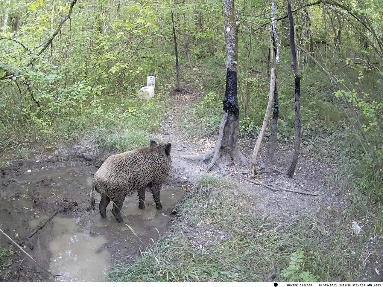 New  Dual Lens Hunting Camera  HC-950A With 58pcs 940nm infra LEDS Wildlife Trail Camera