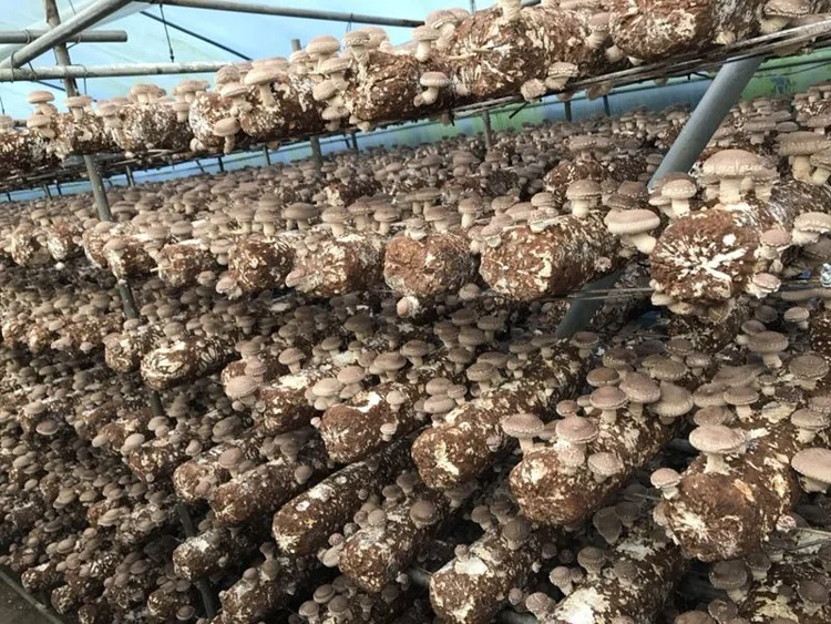 
shiitake mushroom spawn cultivation seed log 