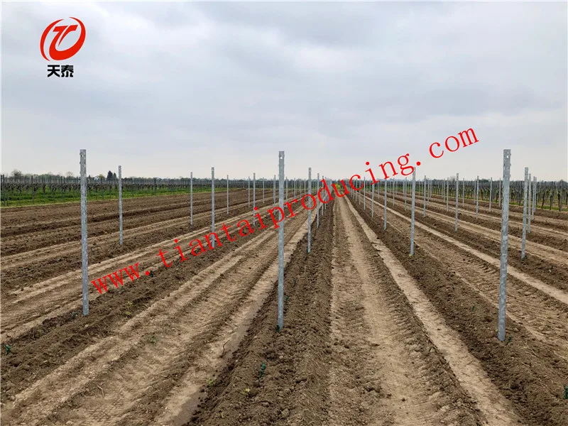vineyard post
