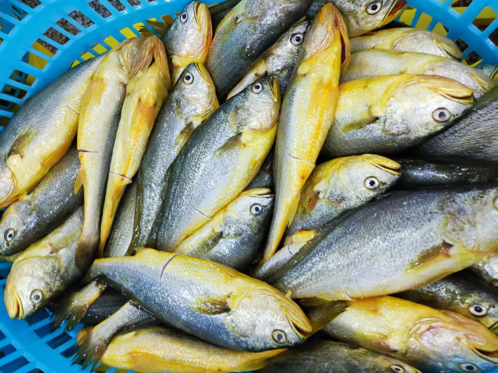 Frozen yellow  Croaker fish sale market