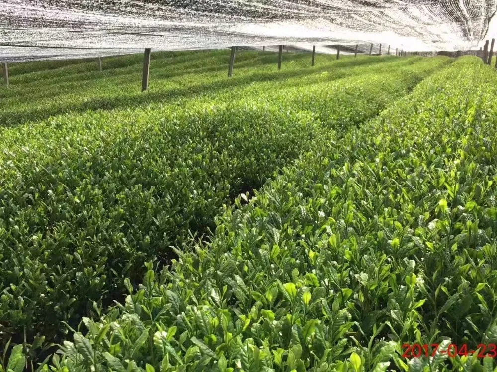 
Natural Camellia Sinensis Extract/Camellia Sinensis Leaf Extract Powder/Camellia Sinensis Extract 