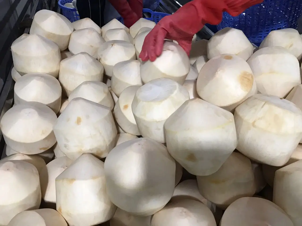 Свежий молодой кокос из Вьетнама/форма алмаза-Whatsapp