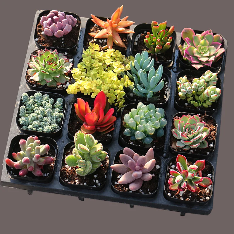 
Hot sale colour Succulent plant Fresh plants Shipment with basin soil biack pot 