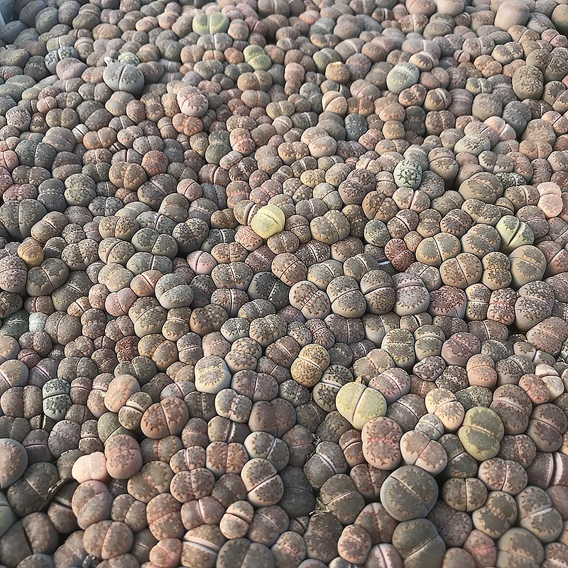 
lithops dinteranthus Stone Lithops seeding 0.3-1cm 1000-1200 pieces lithops live plant 