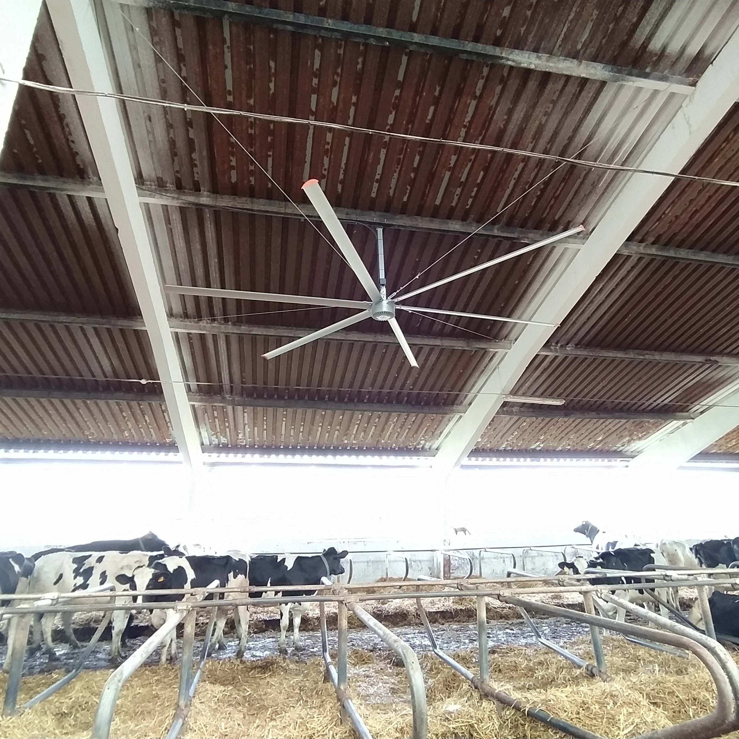 24ft hvls fan for cattle farm use