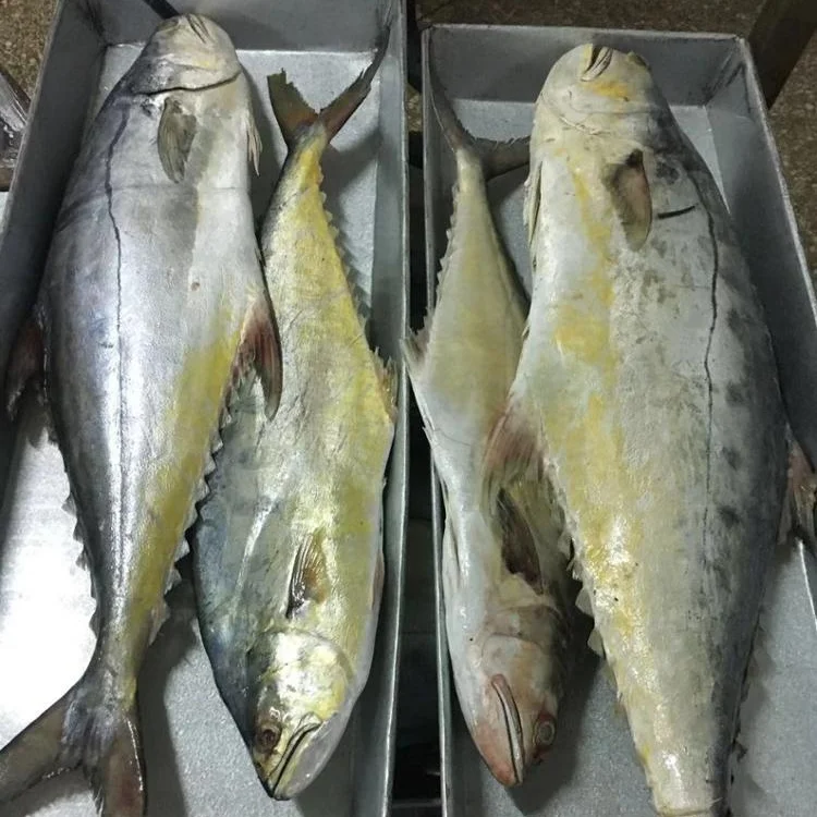 Frozen Queen Fish Good Sale from Indonesia