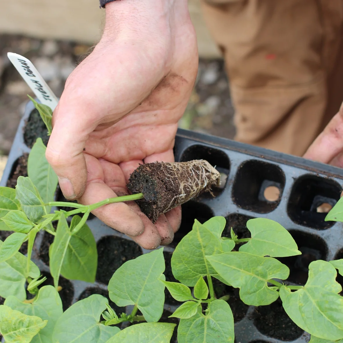 50 Cells PS Seedling Starting Grow Germination Trays for Greenhouse Vegetables Nursery