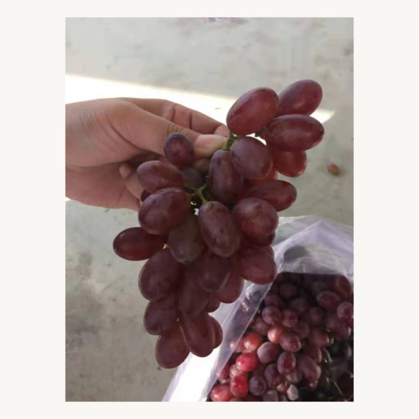 Оптовая продажа, Лидер продаж, свежий органический виноград высокого качества