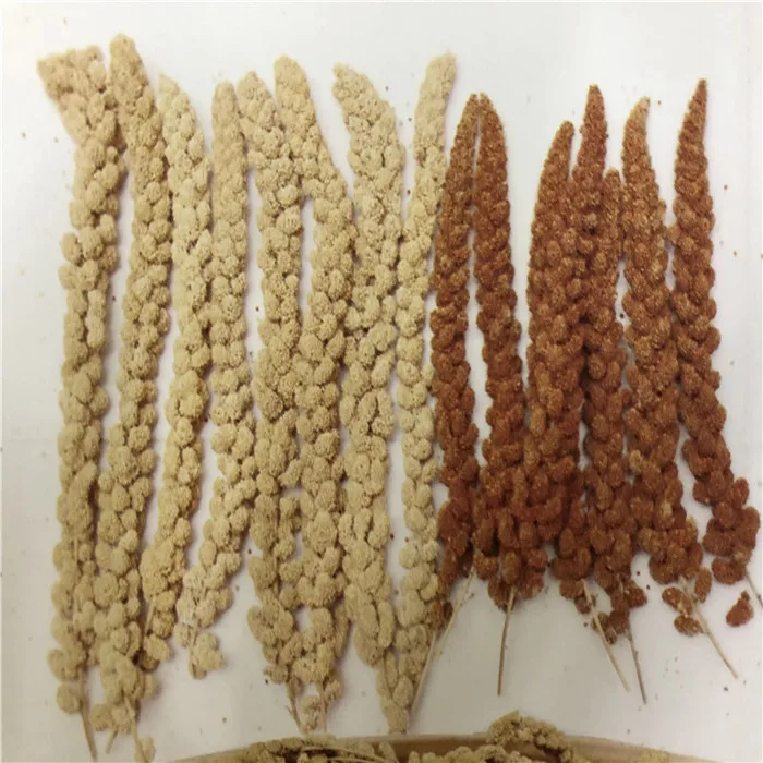 
Red Millet Yellow Millet sprays For Bird 