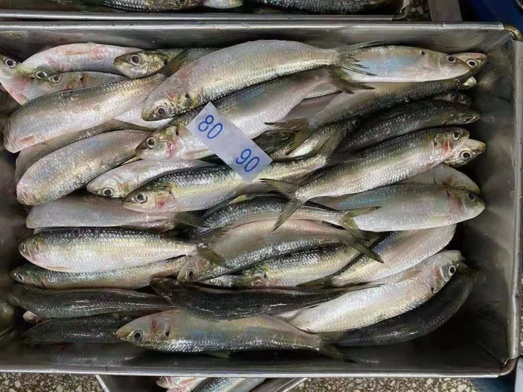 Best China Supplied Frozen Sardinella Fresh Sardinelle Fish Bqf Whole Round Frozen Sardine Aurita For Sale