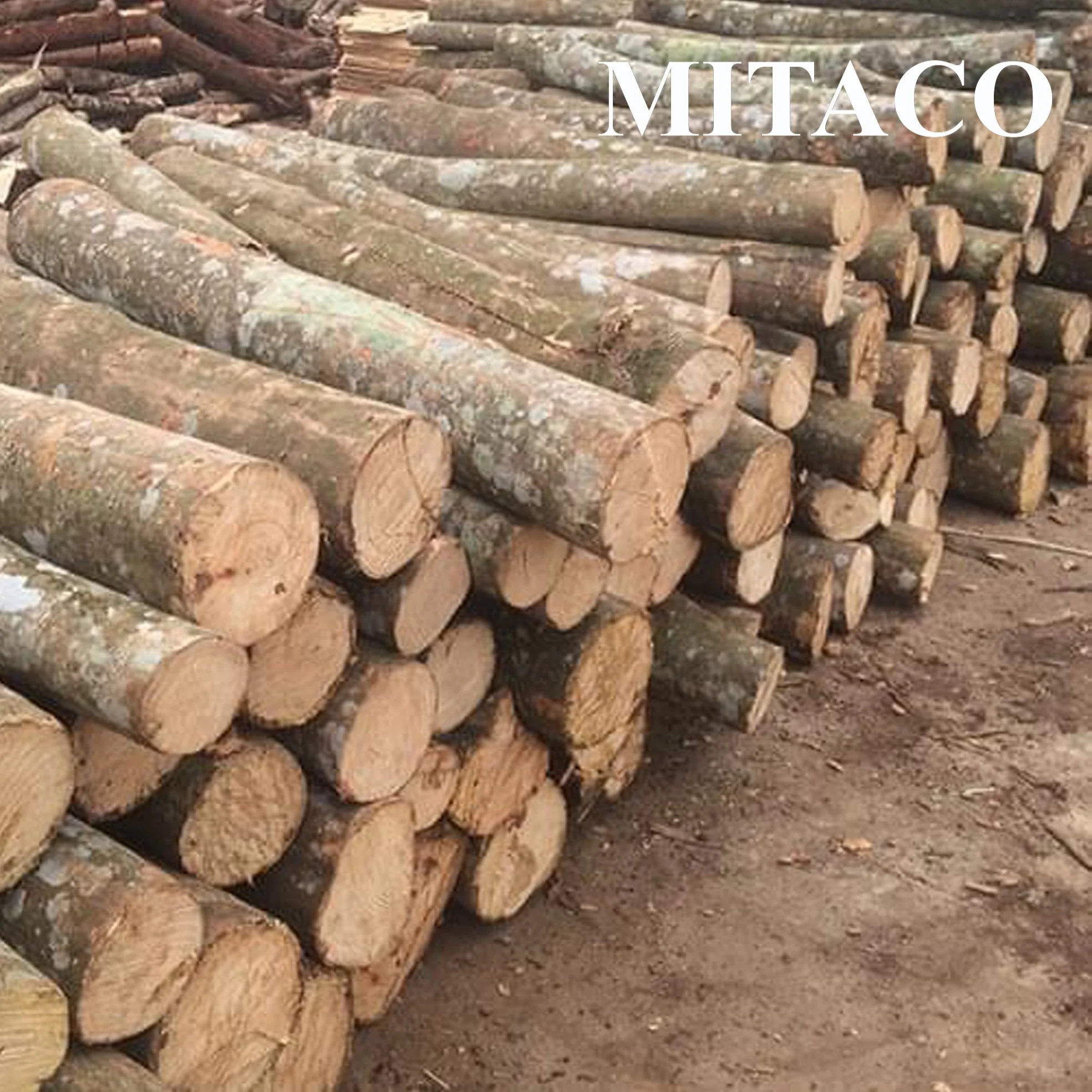 Высококачественные деревянные бревна акации от MITACO во