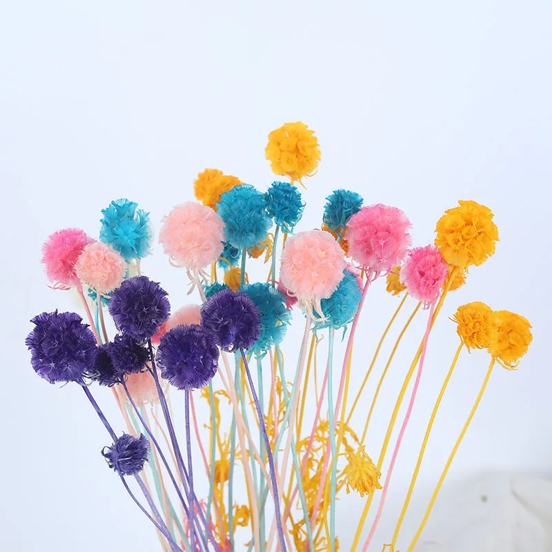 H05310 Wholesale Preserved Pristimera Windmill Fruit Dried Preserved Flower Pristimera Cambodian for Home Wedding Decoration