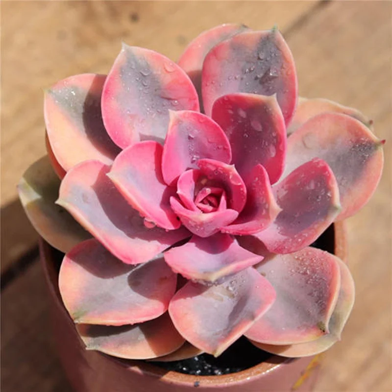  Оптовая продажа радужные красивые декоративные живые растения Echeveria по низкой цене настоящие суккуленты