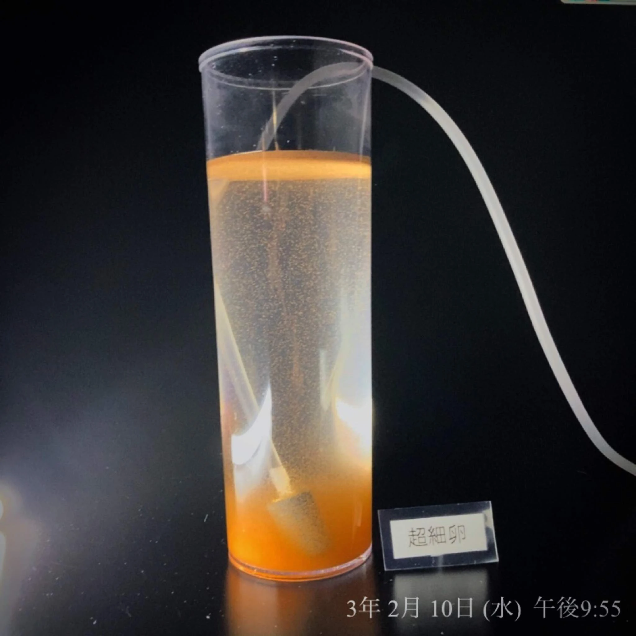 Binzhou Artemia cysts BBS eggs for aqua feed with high protein