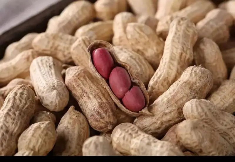 Premium Common Cultivation Type Raw In Red Shell Peanuts