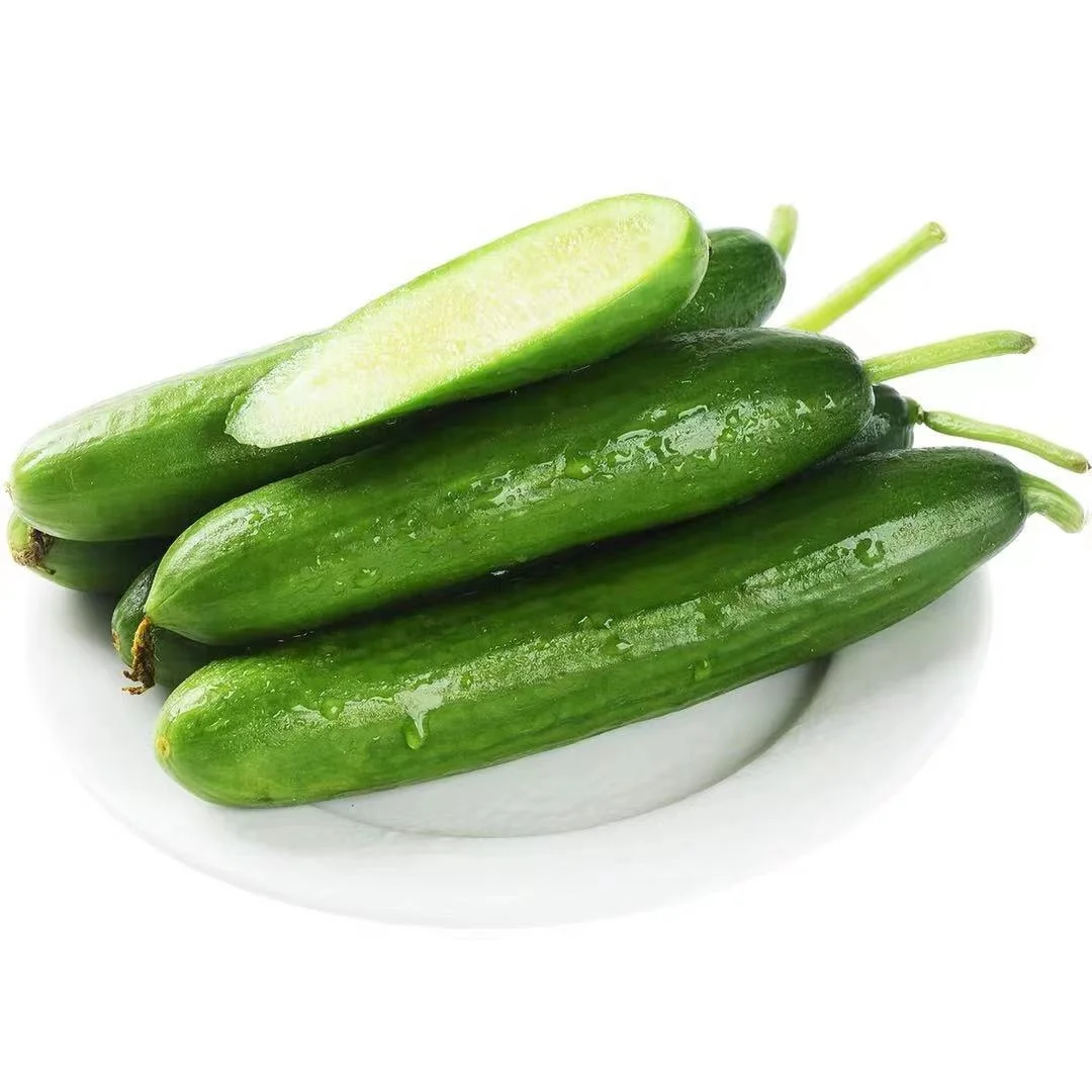 
Quality High Yield Hybrid F1 Cucumber Seeds from China Heat Resistance 