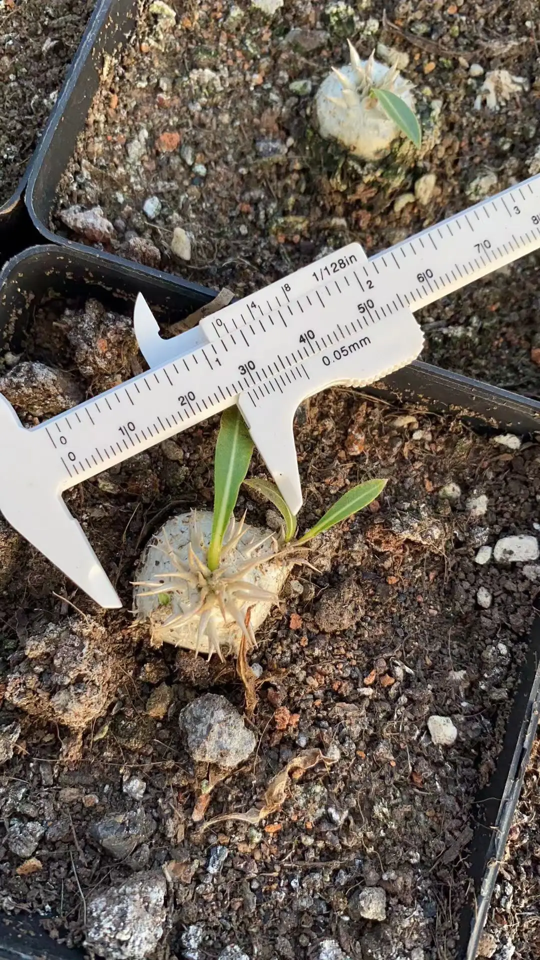 Succulent Care - Succulents cactus Plants