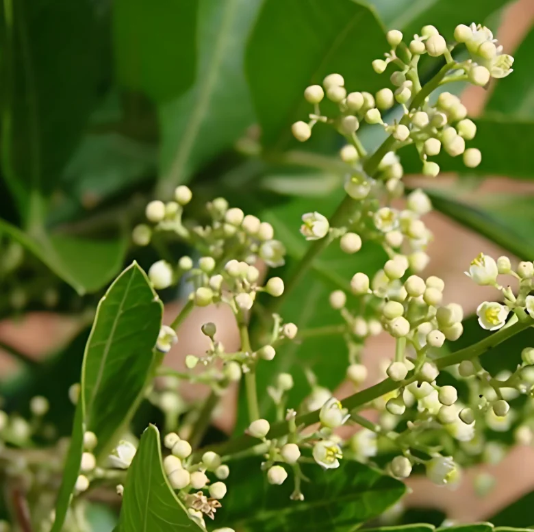 OEM Private Label Therapeutic Grade Organic 100% Pure Natural Single Frankincense Extract Essential Oil Boswellic acid 65% 90%