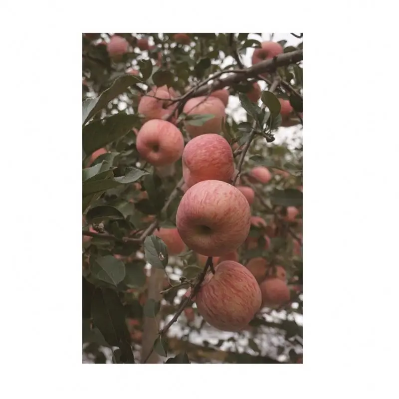 Оптовая продажа свежих красных яблок Fuji из Китая по низкой цене