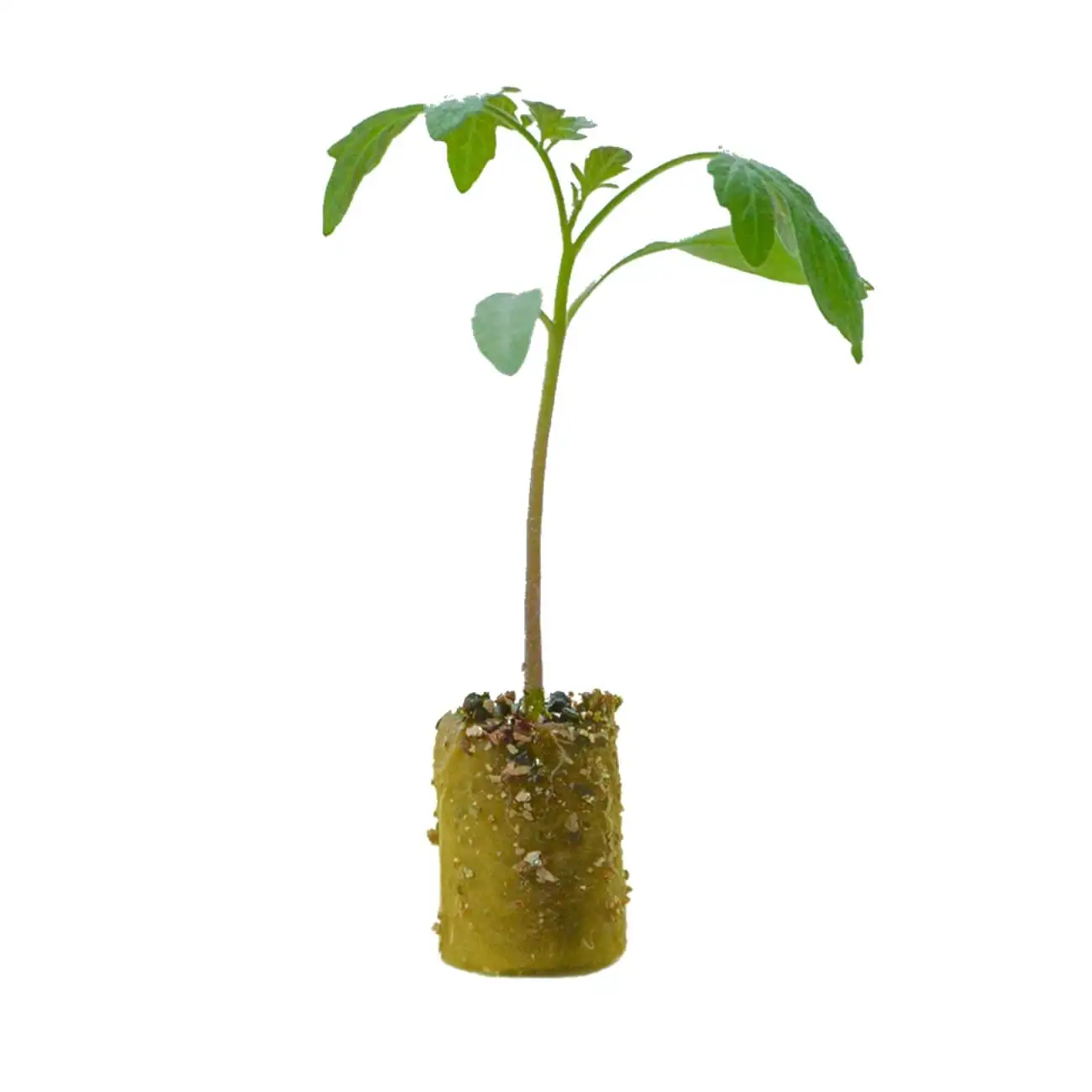 UPuper Cultivation Plug stone wool hydroponic 0.8x1 inch for agriculture farming indoor agricultural greenhouse