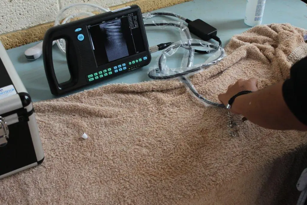 YSB3000V veterinary digital palmsmart ultrasound scanner portable ultrasound machine convex and linear transverginal