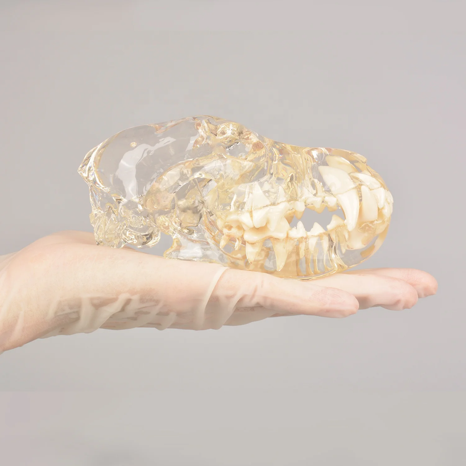 Canine Skull Model Dentoform Resin Dental Teeth 3D Model for Dog Anatomy Teaching