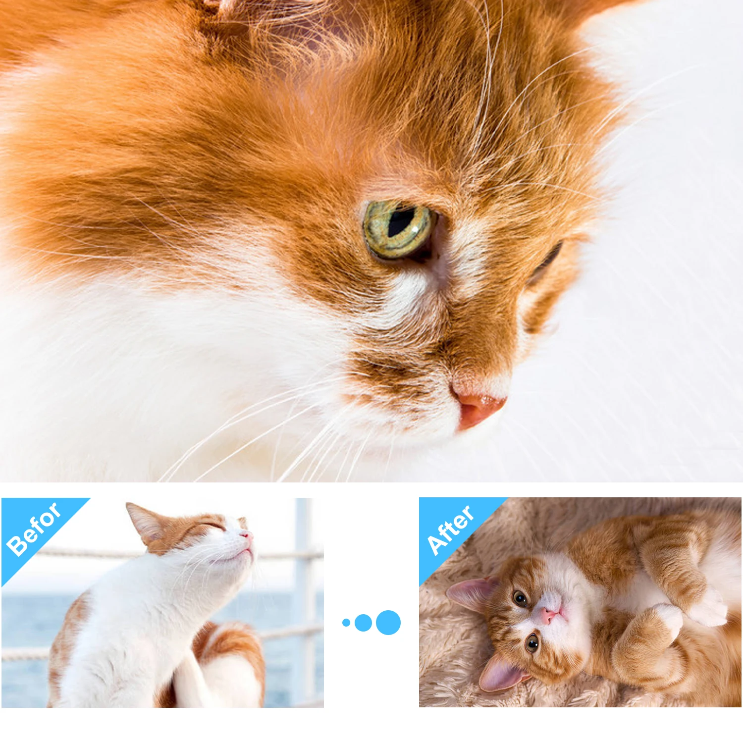 Enhanced Calm Formula of Anxiety Relief & Behavior Control Pets Pheromone Calming Spray for Cats