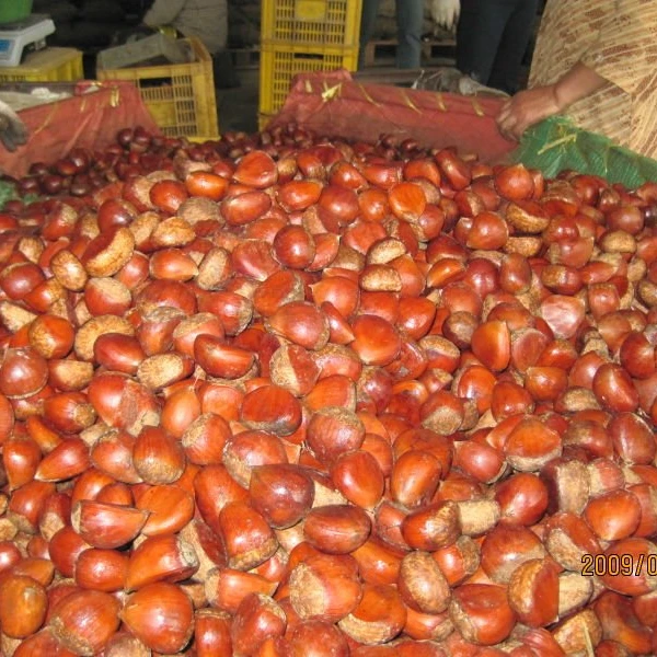 
2020 new season chestnut 30-40 40-50 50-60 