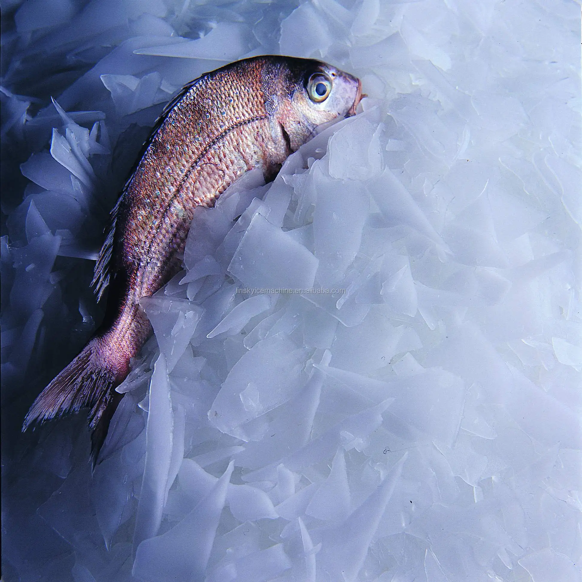 2 ton ice machine for fish automatic flake ice equipment