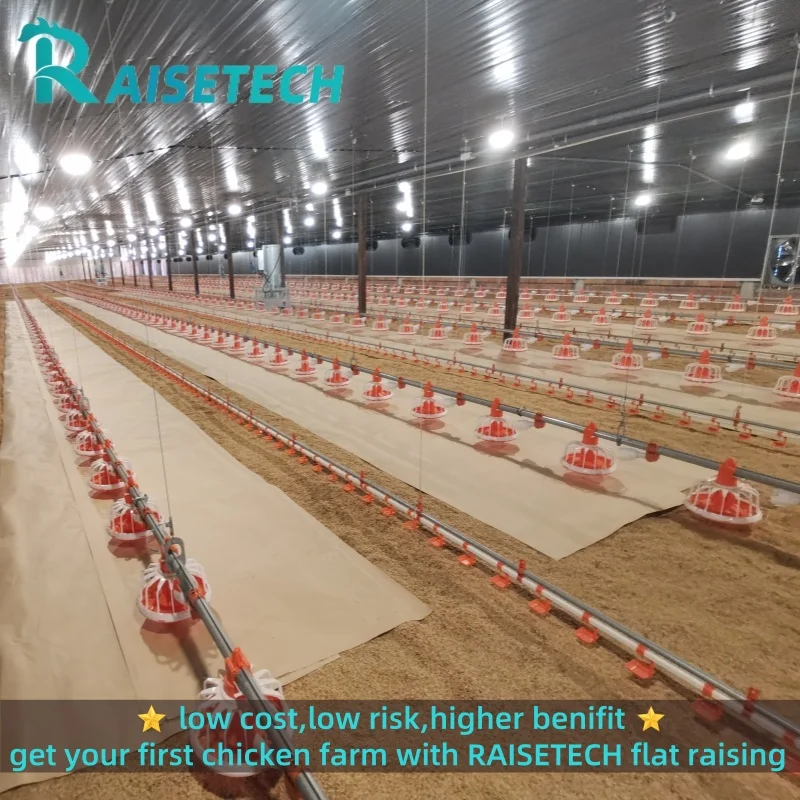 Modern Full-Automatic Chicken Broiler Floor Flat Raising Equipment Poultry Farming Used Condition Chicken Feed Feeding Equipment