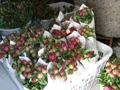 Fresh Cut Herbaceous Peony Flowers Long Term Red Purple pink Colors