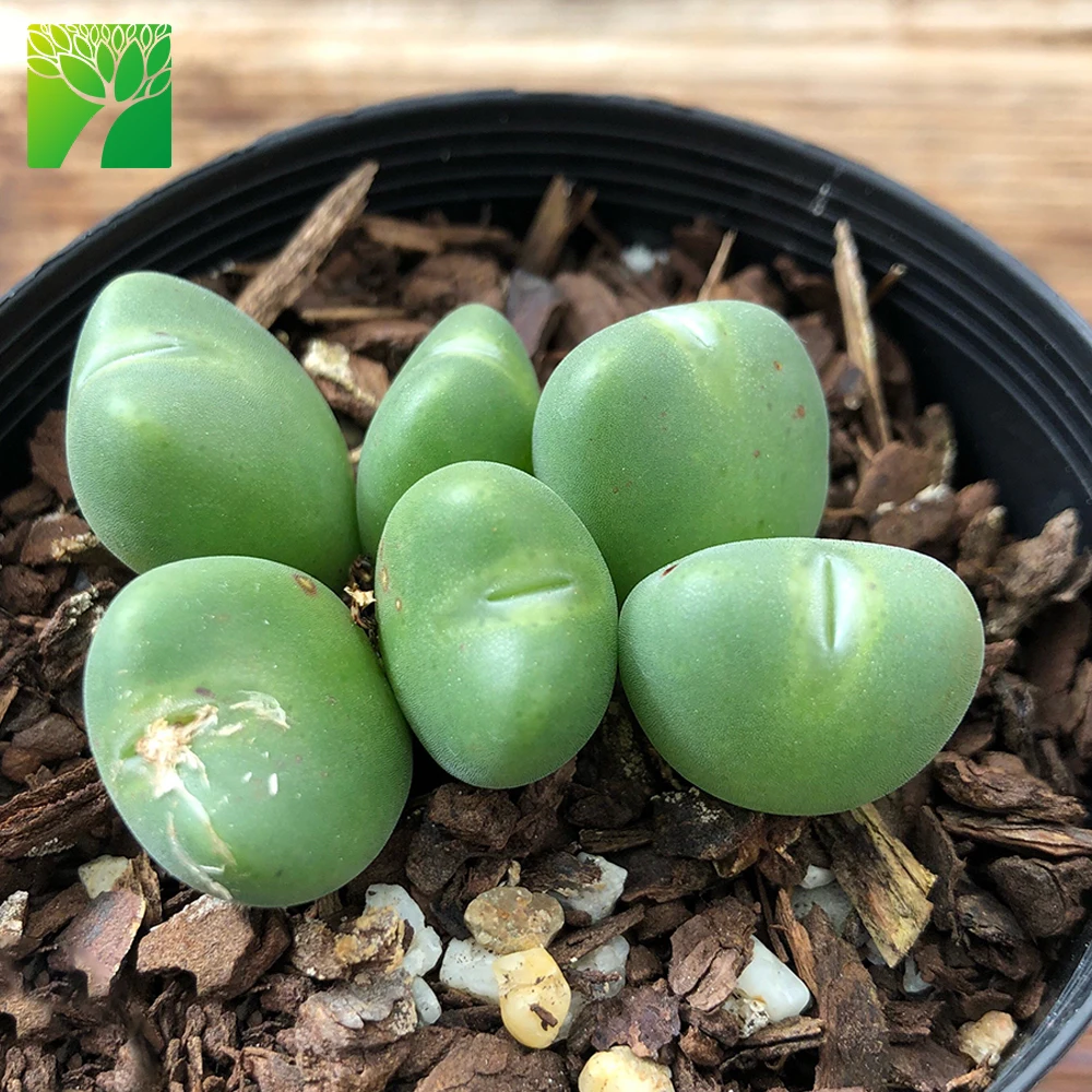 Wholesale plant farm real succulent plants living stones Conophytum cinereo viride for plantes