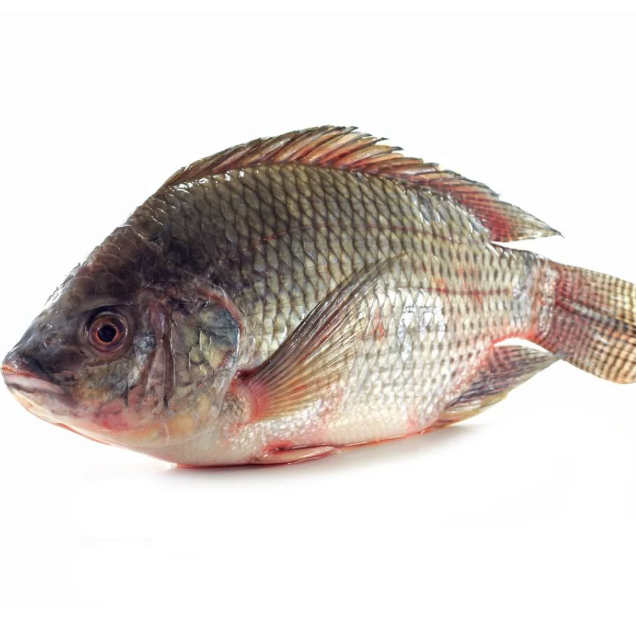 
Good quality frozen sea food frozen tilapia fish whole round price 