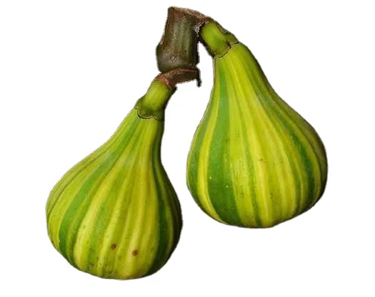 
 Настоящие растения A42 Panachee Fig Tiger Fig tree саженцы  