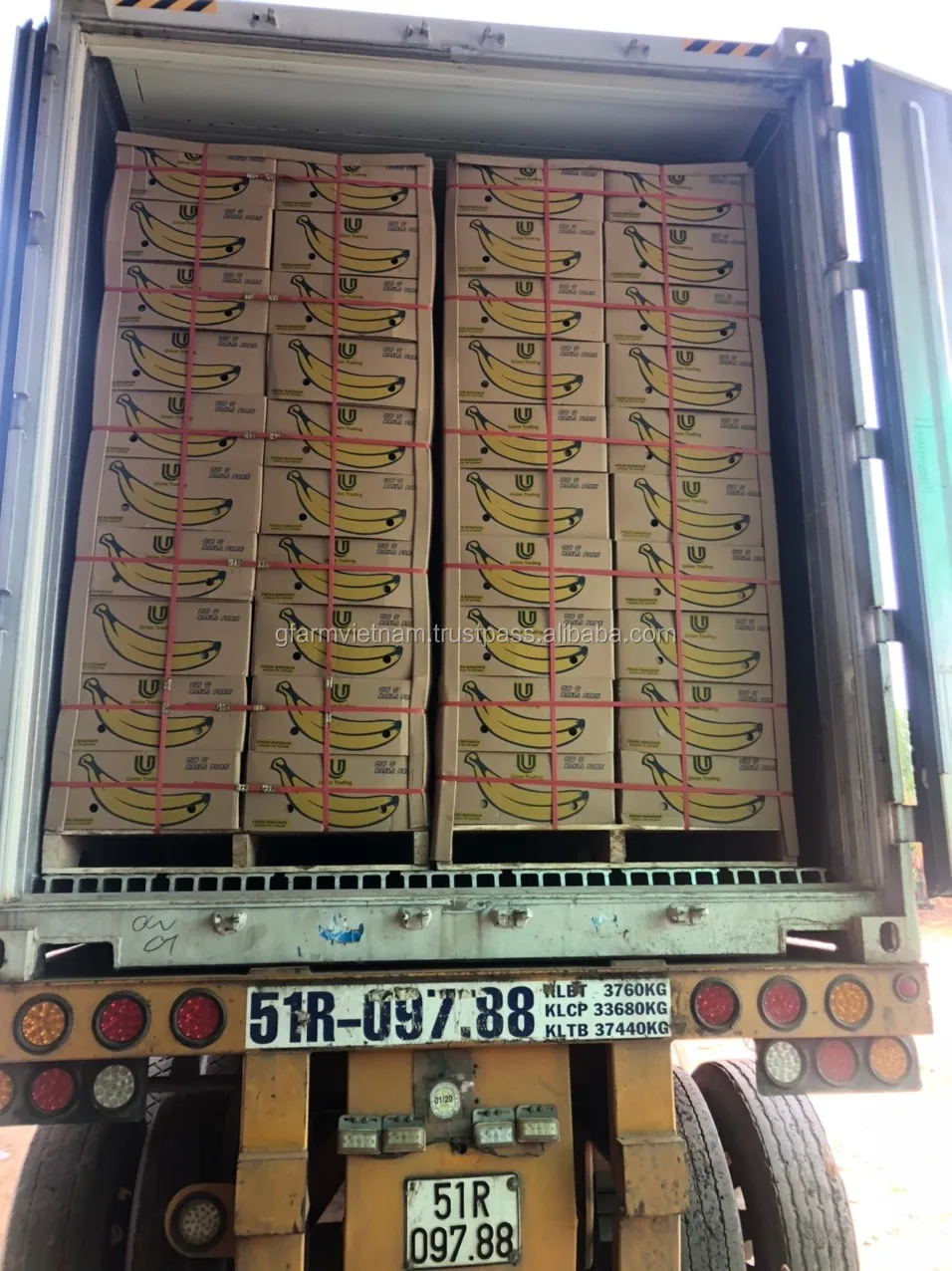 
2020 Premium banana cavendish for sale 