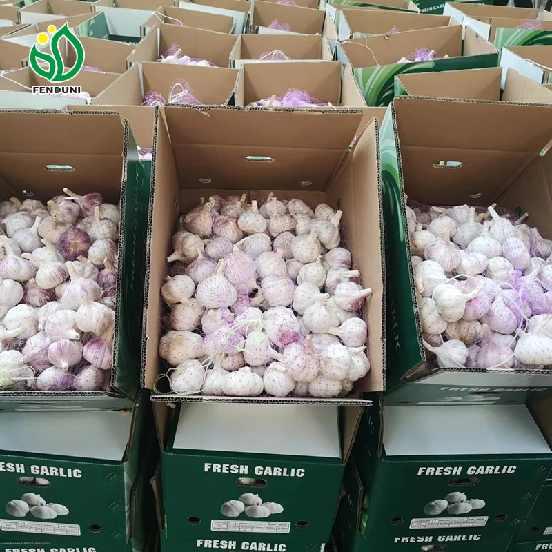 G1 garlic in China ajo ail bawang putih garlic wholesaler normal white garlic