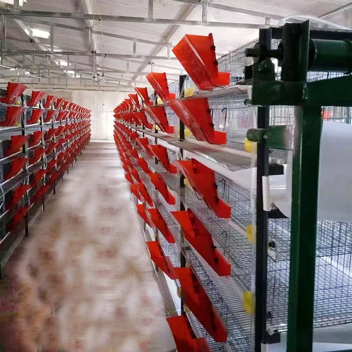 H type 6 tiers automatic quail cage with waste cleaning system Layer quail egg cages for sale bird cages