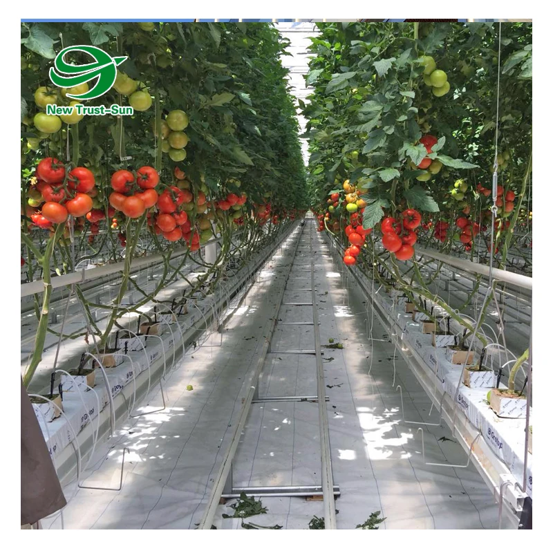 
High quality polycarbonate sheet tropical greenhouse for tomato cultivation 