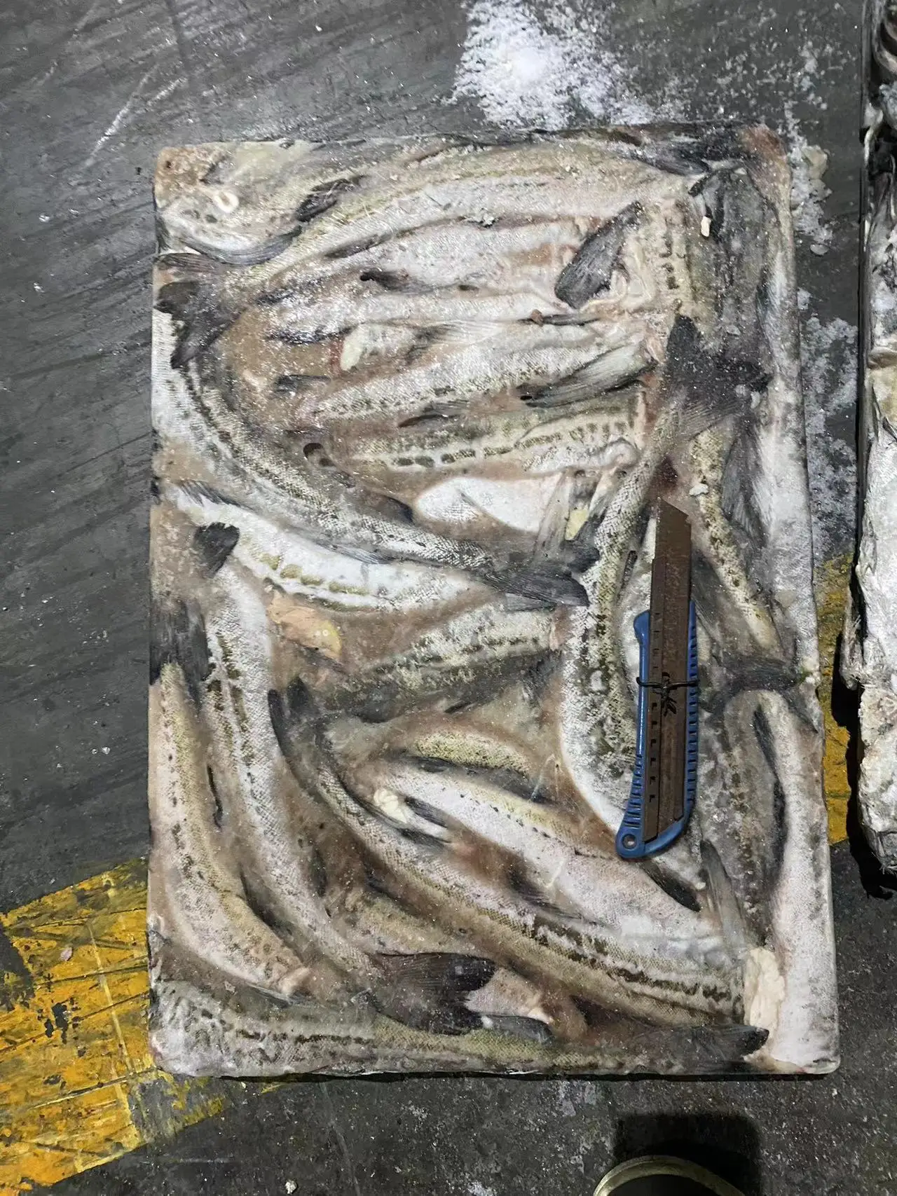 BQF Alaska Pollock Headed Gutted Pollock Fillet from Russian Origin