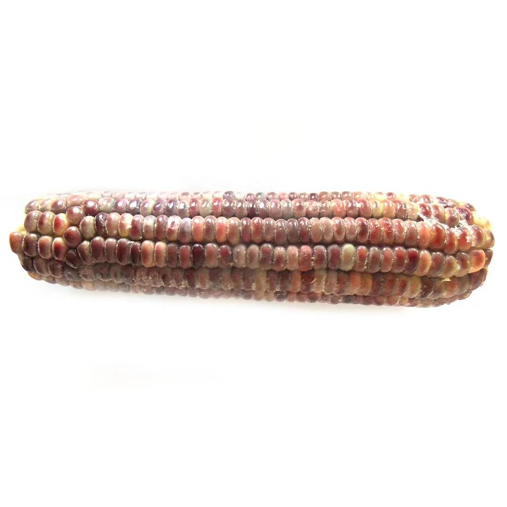 Wholesale Frozen Sweet Waxy Corn On The Cob