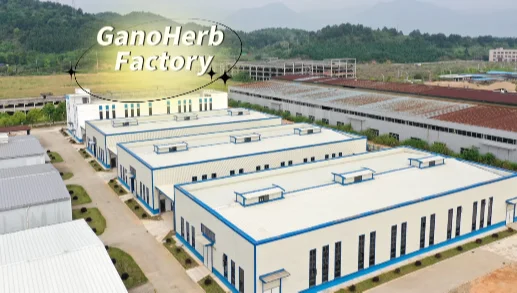 GANOHERB Hot Sale Organic Reishi Mushroom Fine Slices Tea Herbal Tea