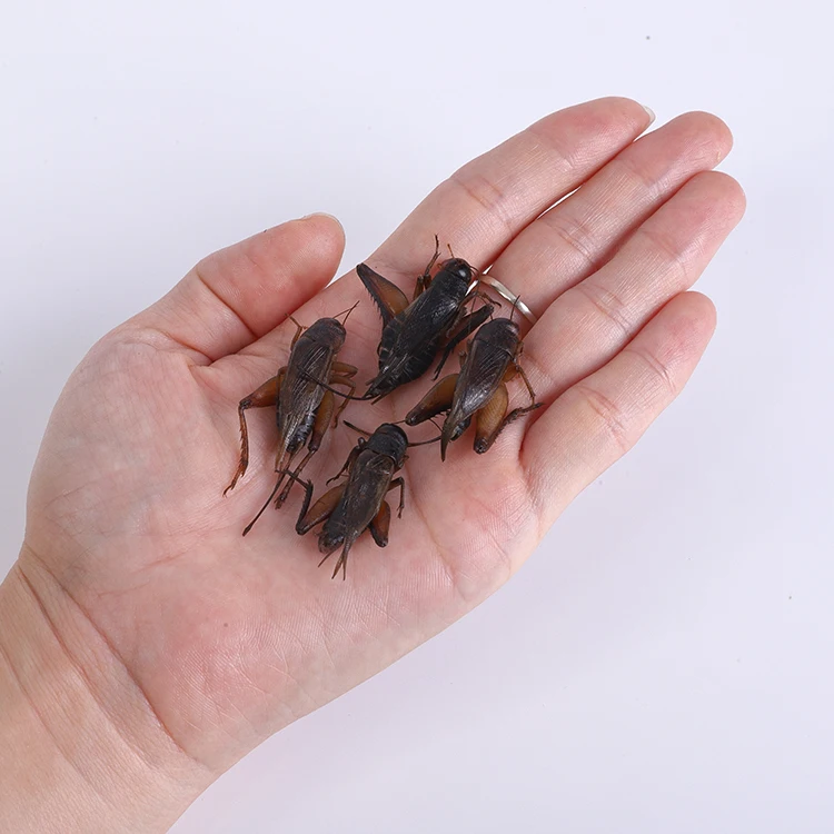 Superior fresh crickets - Trusted by international customers. Rich in nutrients, always fresh. Pet food Fresh Cricket