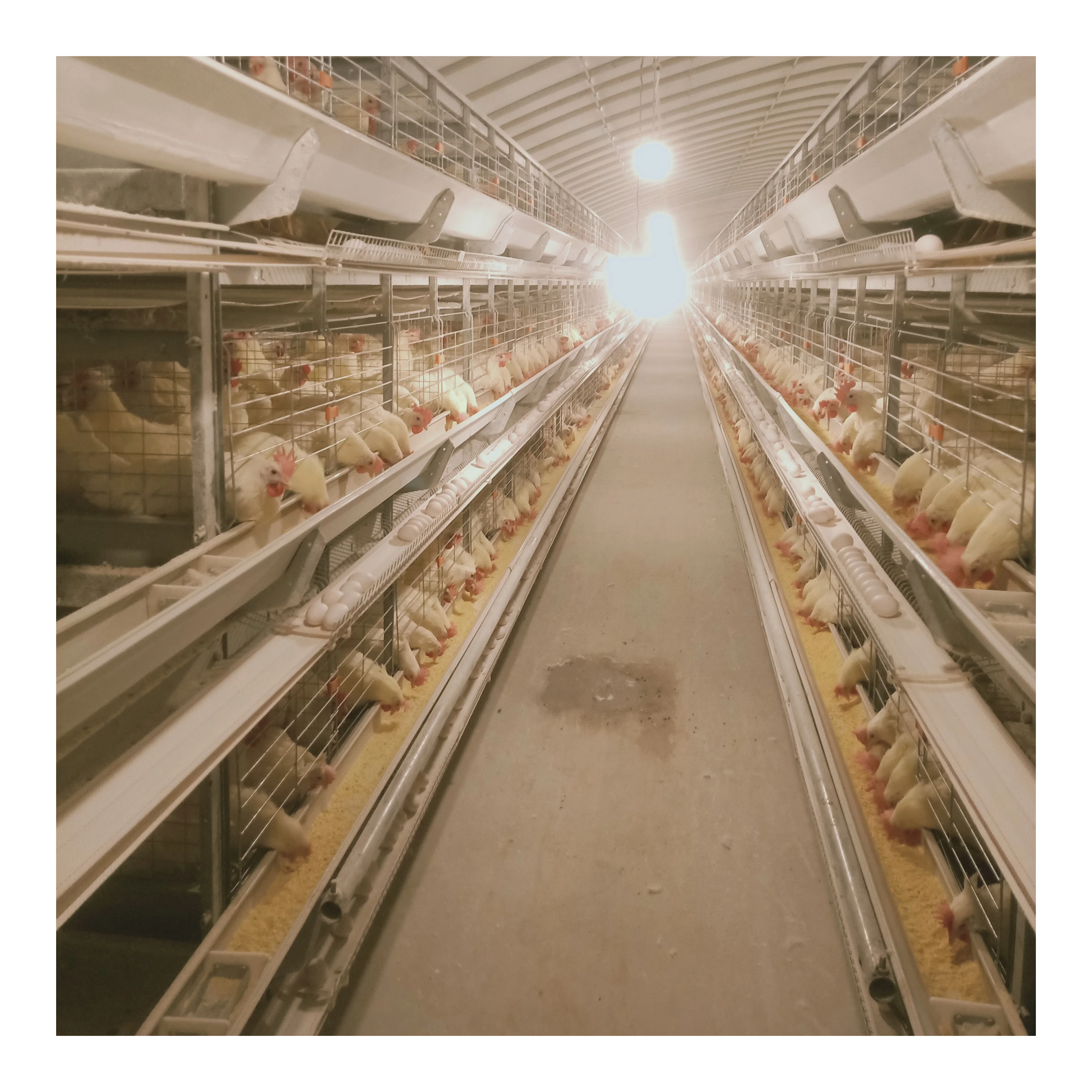 Hot Selling Automatic Chicken Battery Cage Poultry Farming Equipment Layer Egg Chicken Cage Price For Sale
