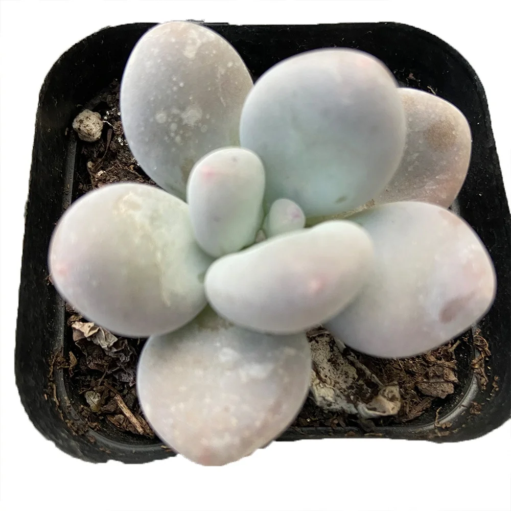 Hot Sales About5cm Red Living Plants Wholesale Mini Succulent Plant Pot for Garden for Indoor Outdoor Bonsai Plants